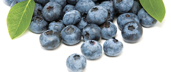 Hydraulic Solutions for Blueberry Production